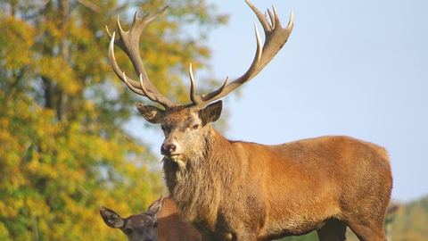 Male deer clearance name